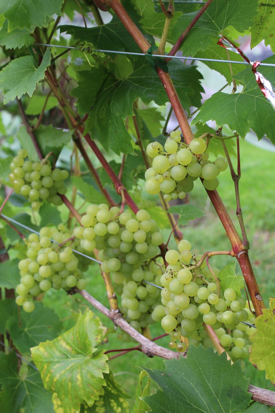 Clusters of ripening green grapes hanging on the vine at Irish Wine Estates
