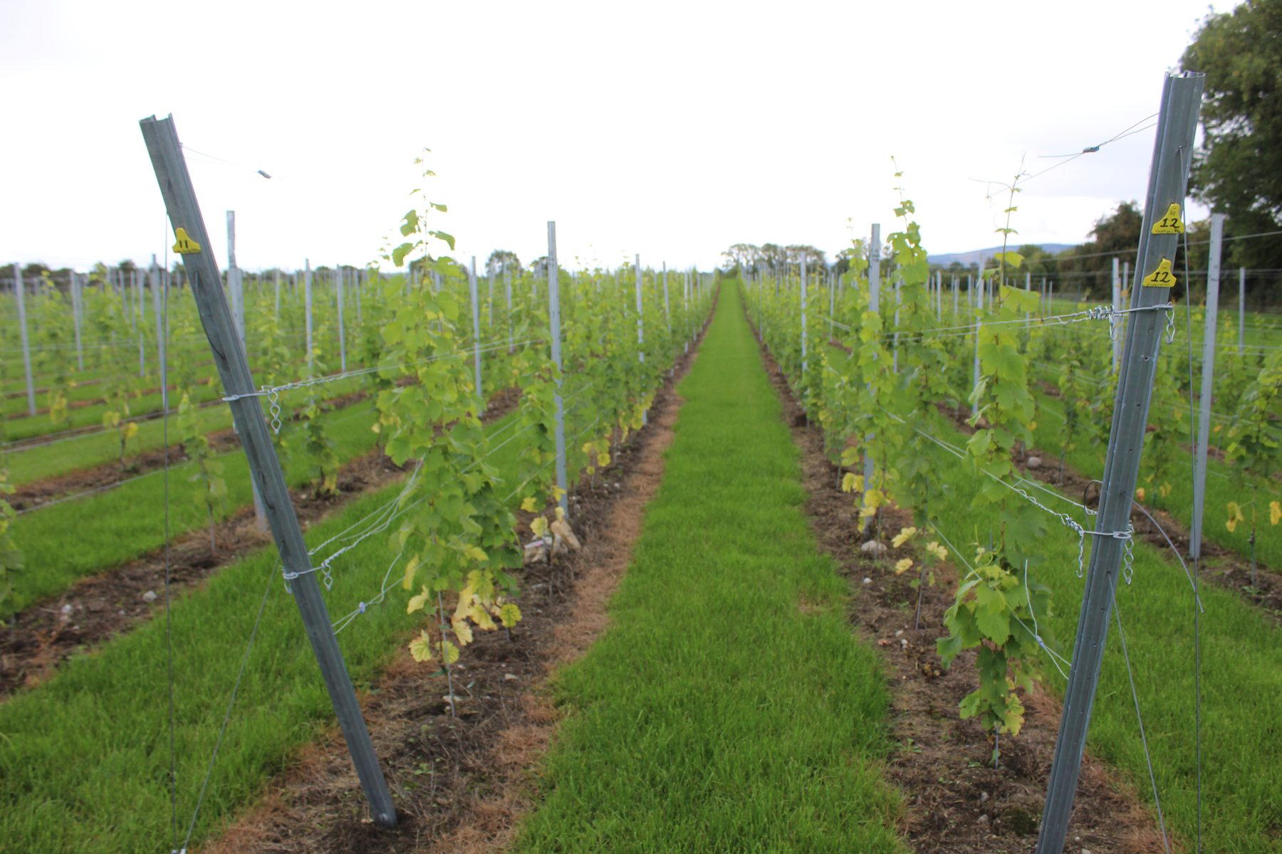A mown grass row running between two rows of young vines at Ballyclery, with the hills beyond