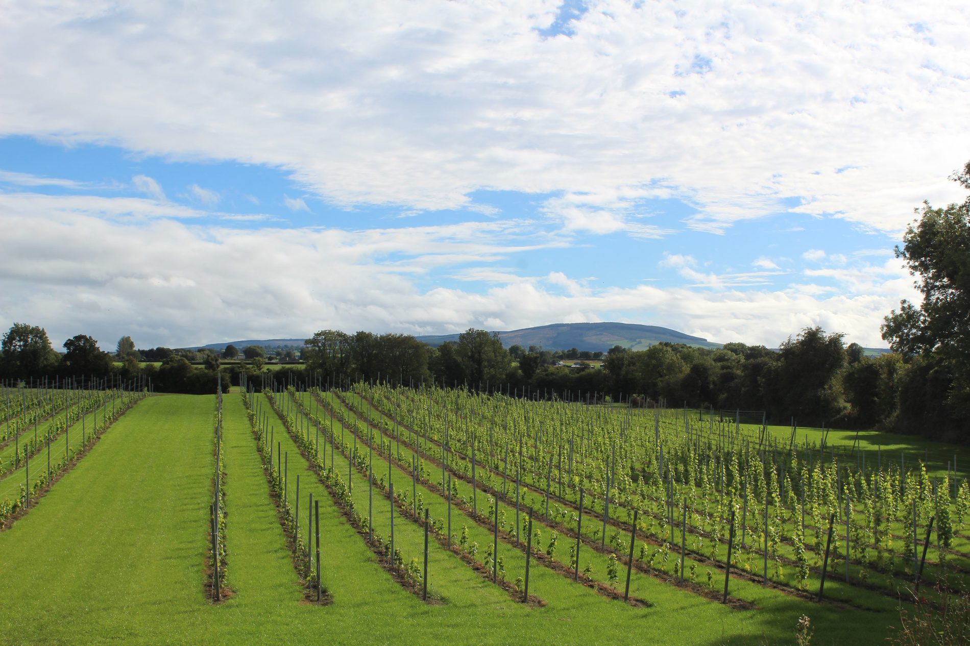 Rows of newly planted vines running across the slope at Ballyclery, with the hills beyond